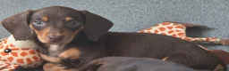 Miniature Dachshund dogs for sale: Stunning miniature dachshund puppies - Advert 26
