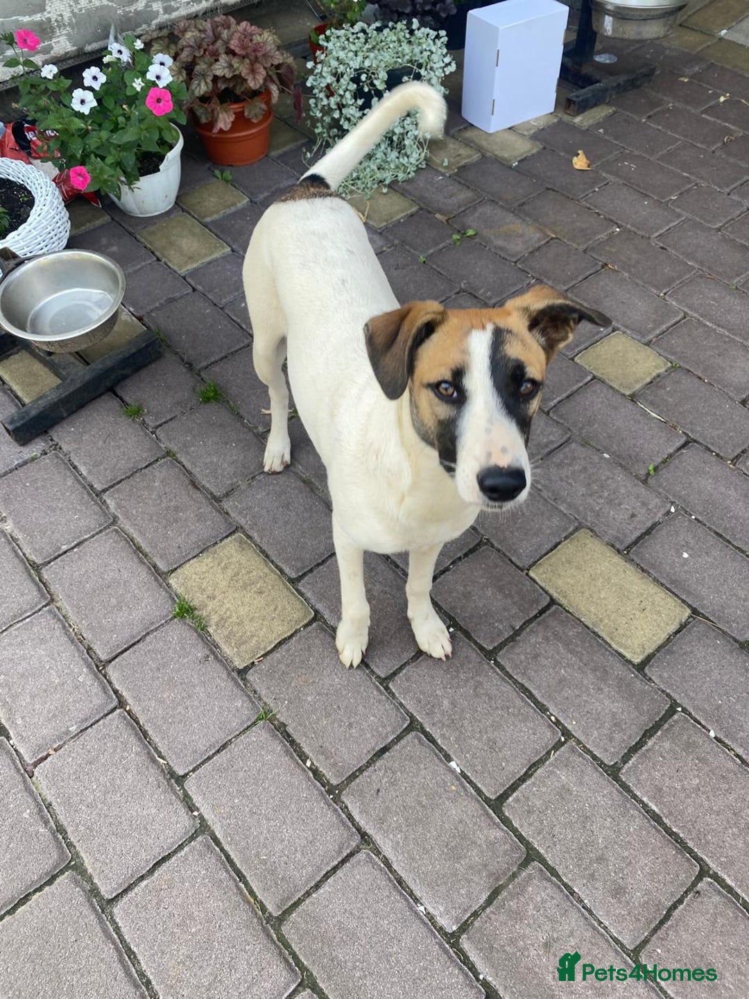 Mixed Breed dogs for adoption: 💖🐶 ZAYKA 🐶💖 - Image 10
