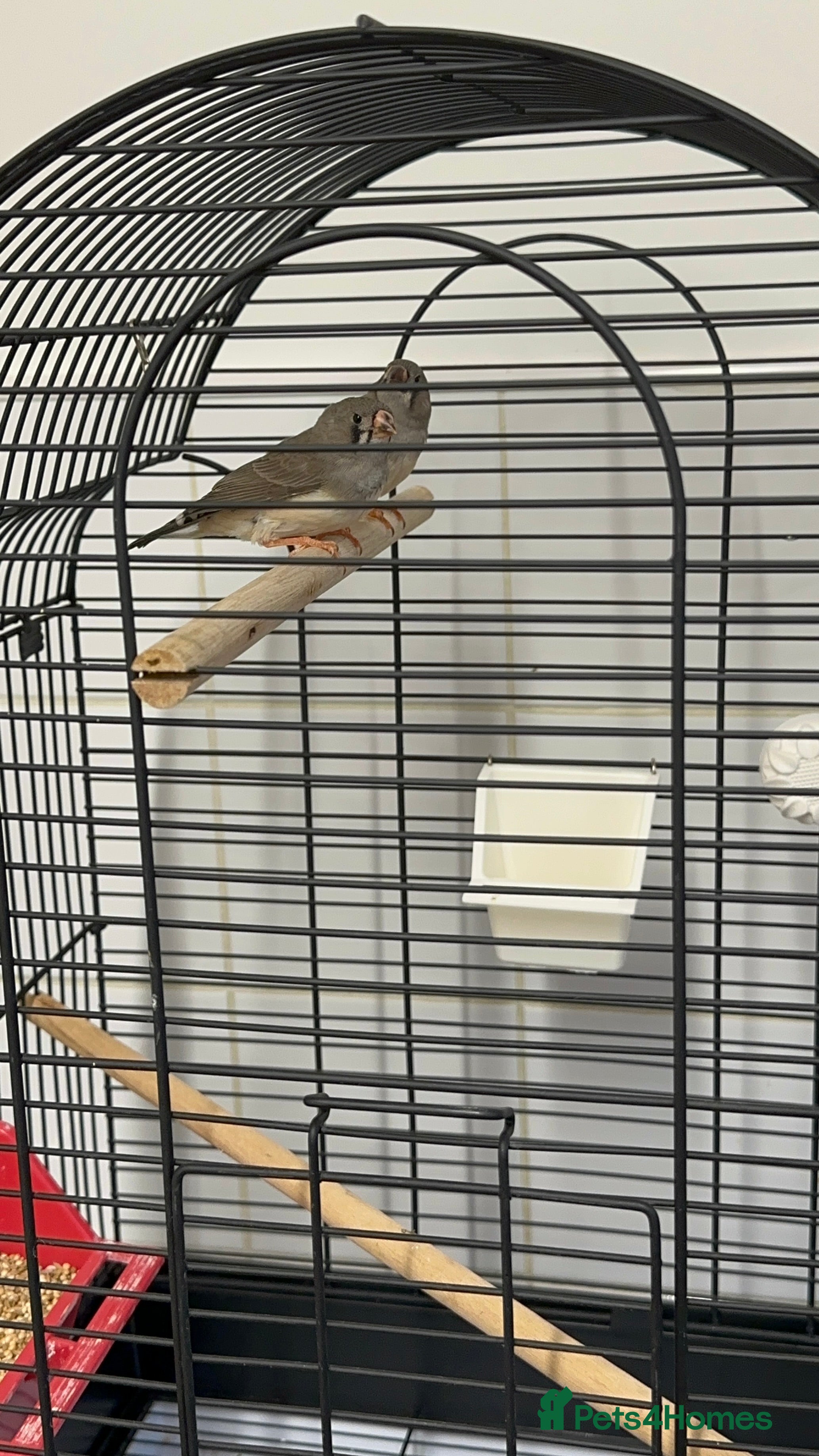 Finches birds Baby Zebra Finches & Cage - Advert 1