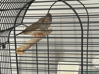 Finches birds Baby Zebra Finches & Cage - Advert 1