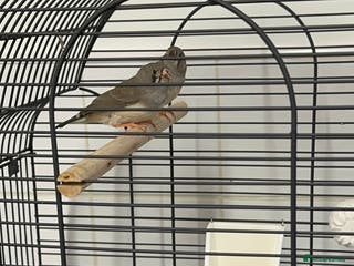 Finches birds Baby Zebra Finches & Cage - Advert 10