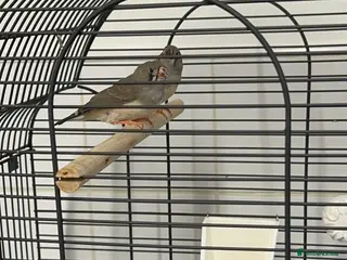 Finches birds Baby Zebra Finches & Cage - Advert 5