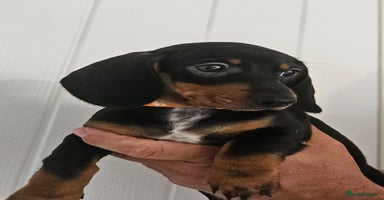 Dachshund dogs - Advert 12