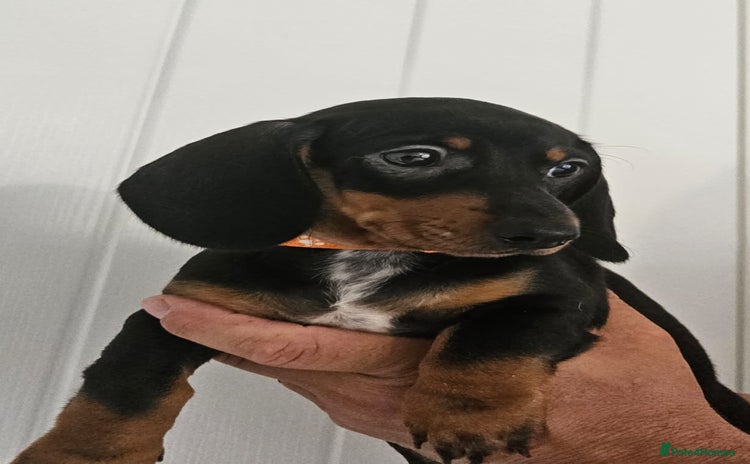 Dachshund dogs - Advert 10