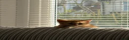Mixed Breed cats for sale: Ginger boy for rehoming  in Portsmouth - Advert 5
