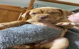 Mixed Breed dogs for sale: Dogue de bordeaux x staff puppies  - Advert 3