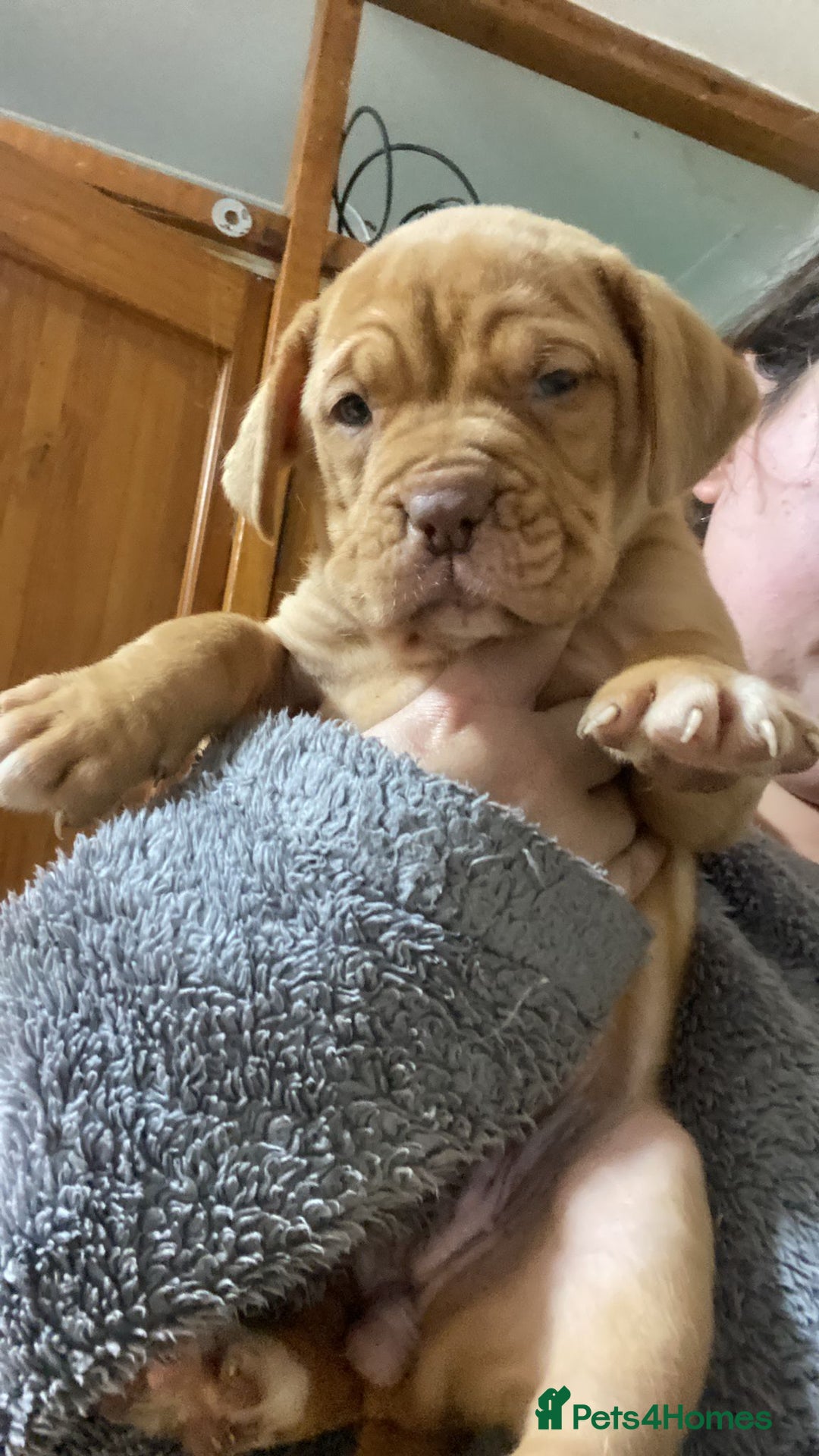 Mixed Breed dogs for sale: Dogue de bordeaux x staff puppies  - Advert 3
