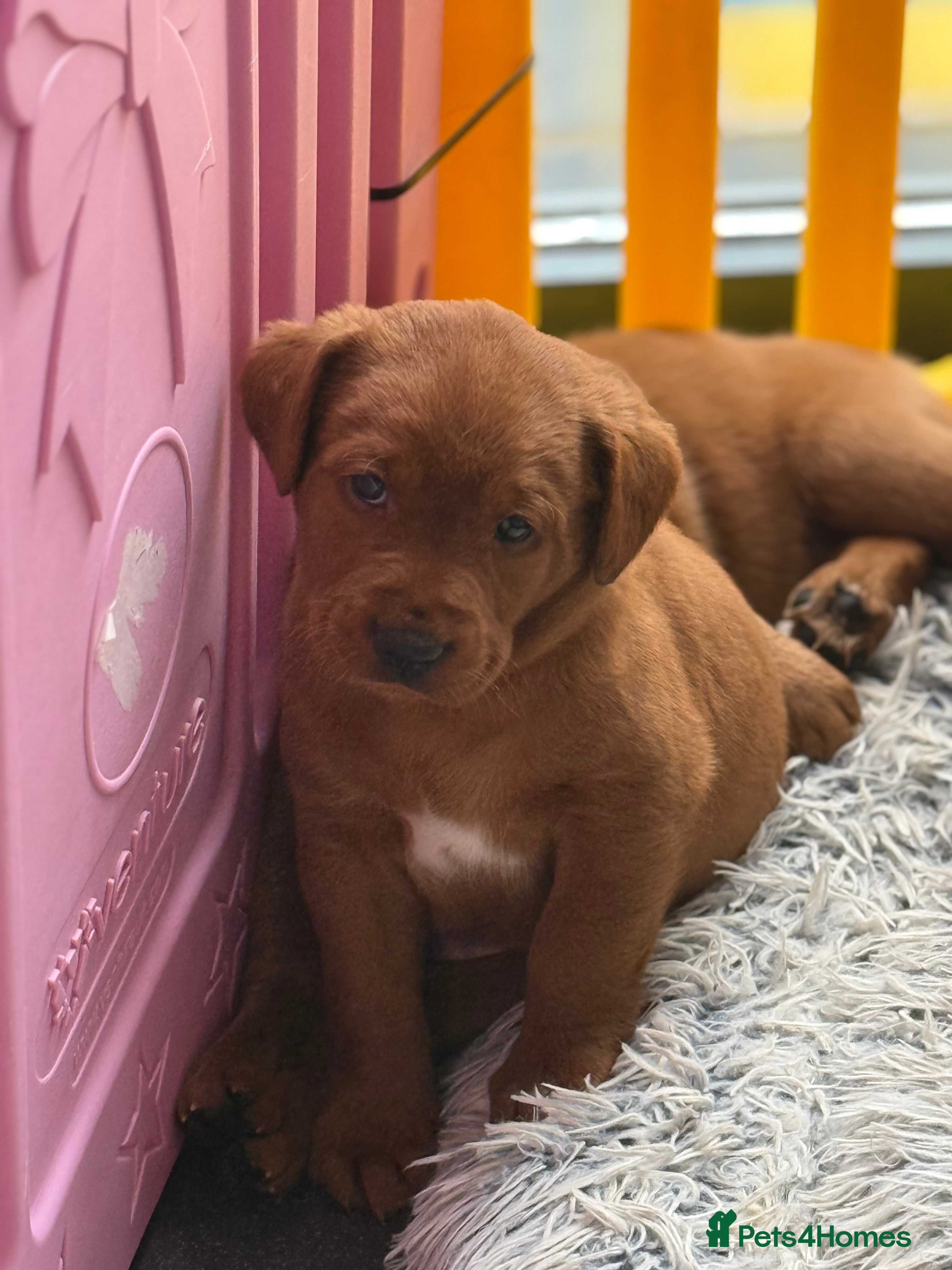 Labrador Retriever dogs Just a beautiful litter Deep reds  - Advert 1