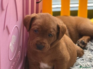 Labrador Retriever dogs Just a beautiful litter Deep reds - Advert 15