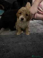 Cockapoo dogs - Advert 15
