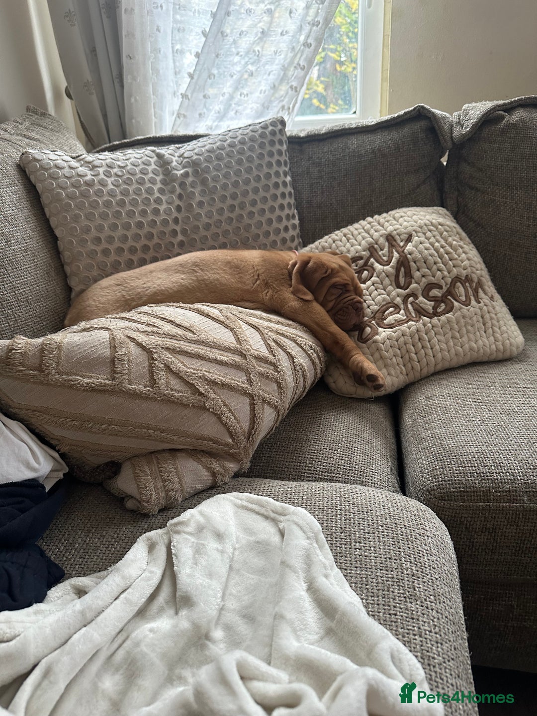 Dogue De Bordeaux dogs for sale: Beautiful girl Nala  - Advert 5