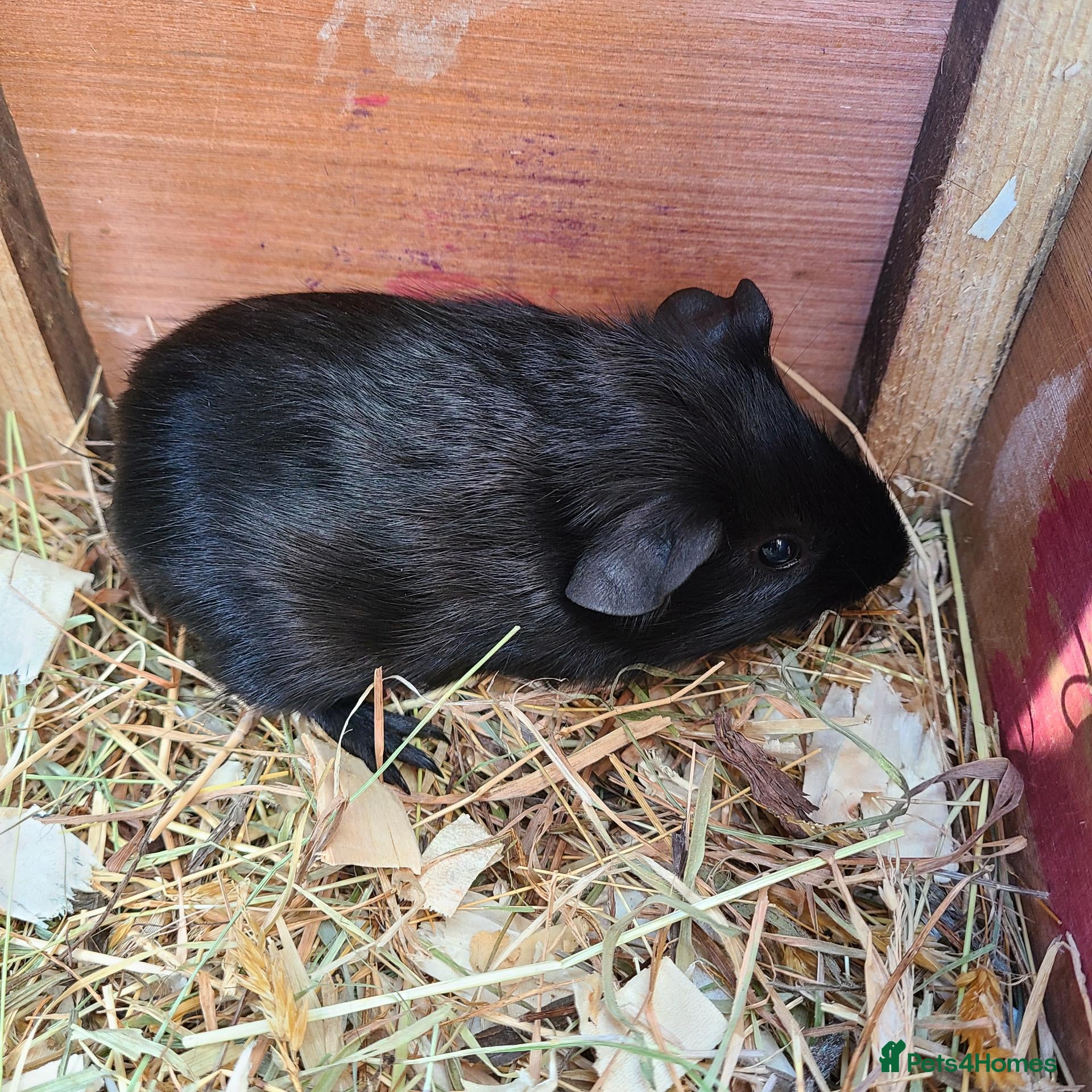 Guinea Pig rodents for sale: Guine Pigs (Male) - Advert 5