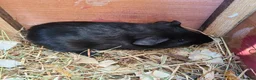 Guinea Pig rodents for sale: Guine Pigs (Male) - Advert 1