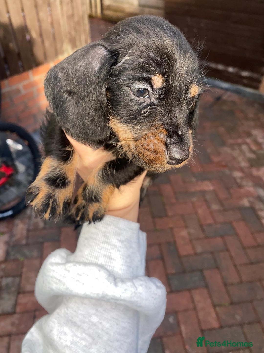 Miniature Dachshund dogs for sale: Beautiful Teckle puppies (Wire Hair Dachshunds) - Advert 15