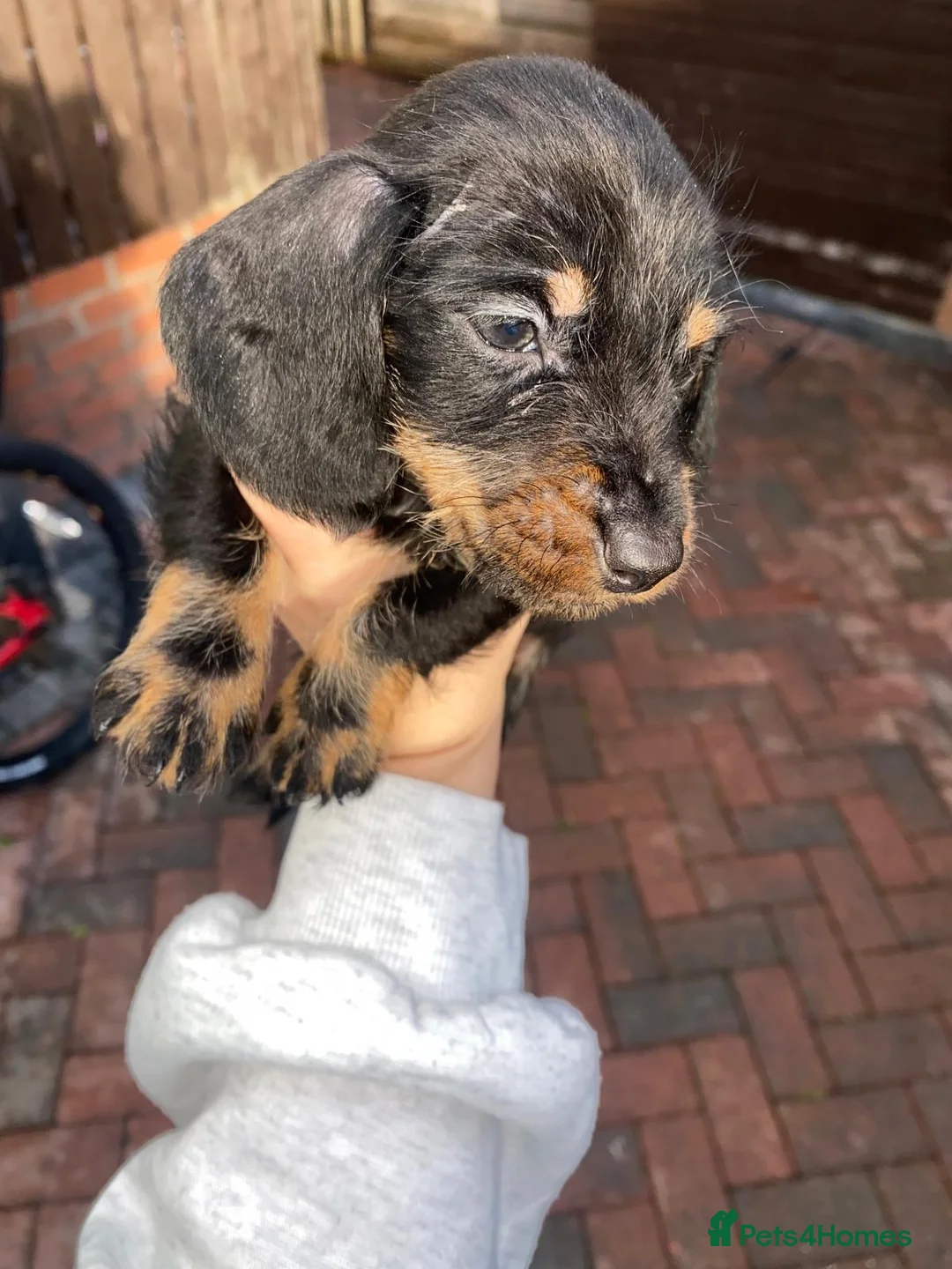 Miniature Dachshund dogs for sale: Beautiful Teckle puppies (Wire Hair Dachshunds) - Advert 10