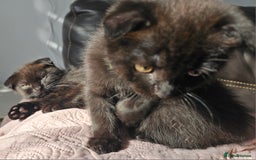 Mixed Breed cats for sale: Scottish Fold Kittens!Rare 🍫chocolate colour🐱 - Image 25