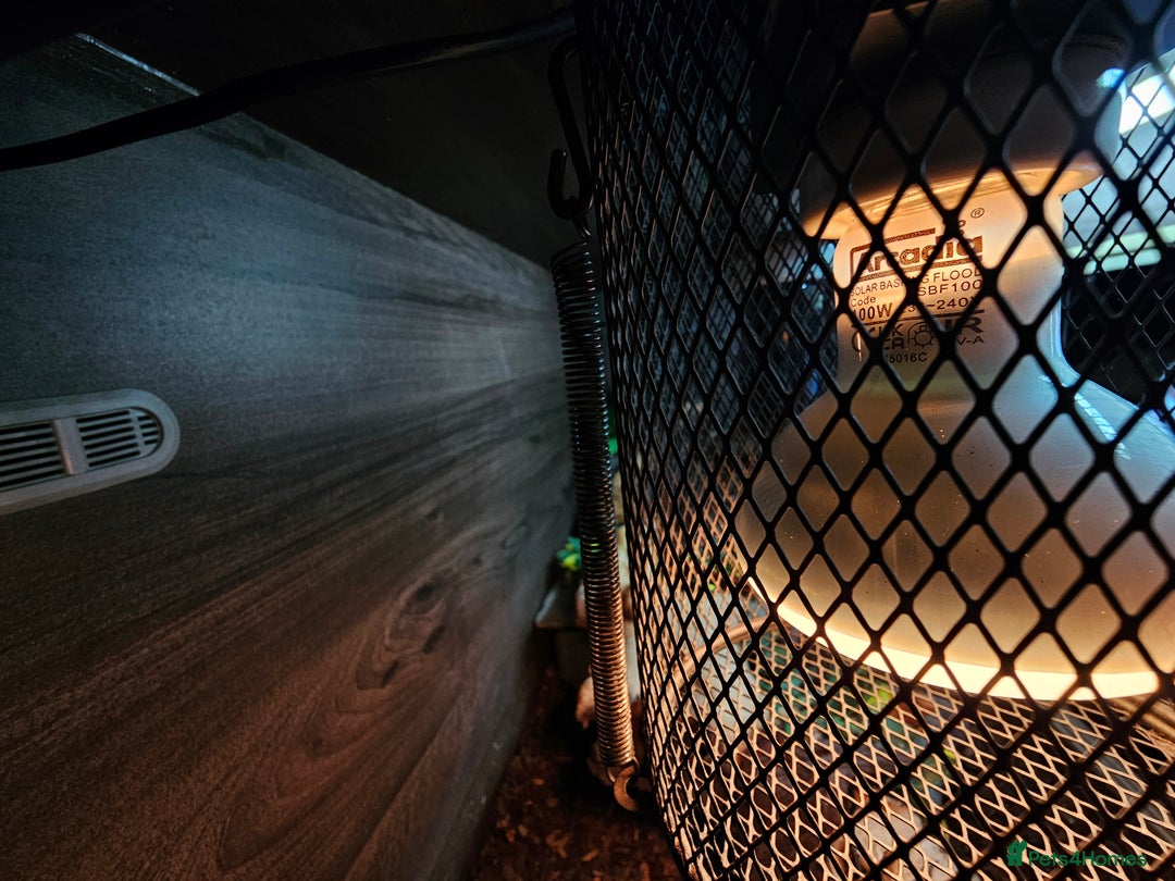 Skink reptiles for sale: Blue Tongued Skink-Male enclosure and cabnet setup - Advert 32