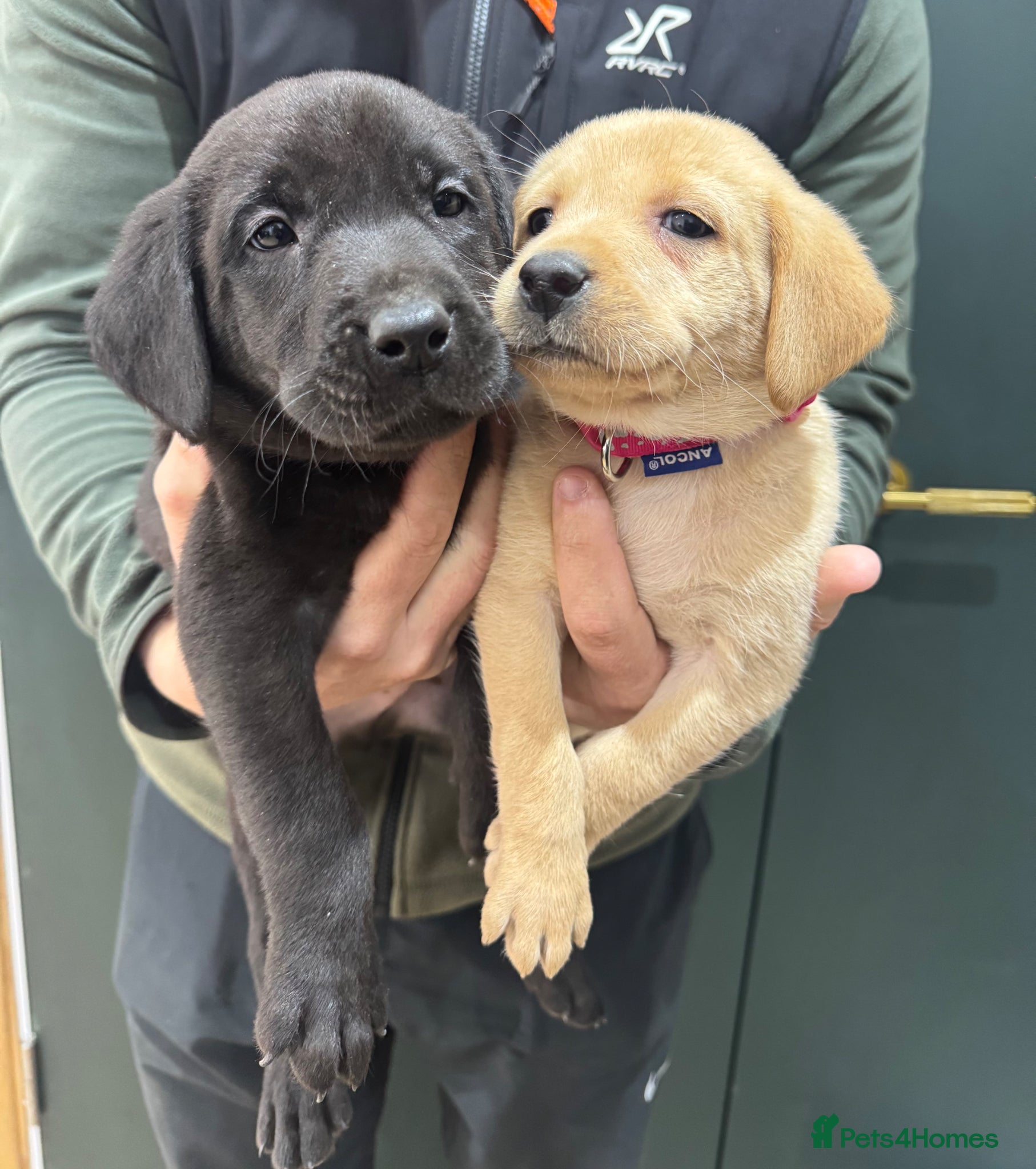 Labrador Retriever dogs KC Labradors - Ready in 1 week  - Advert 1