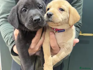 Labrador Retriever dogs KC Labradors - Ready in 1 week - Advert 1