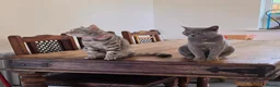 Mixed Breed cats for sale: Bengal cross and British short haired  - Advert 4