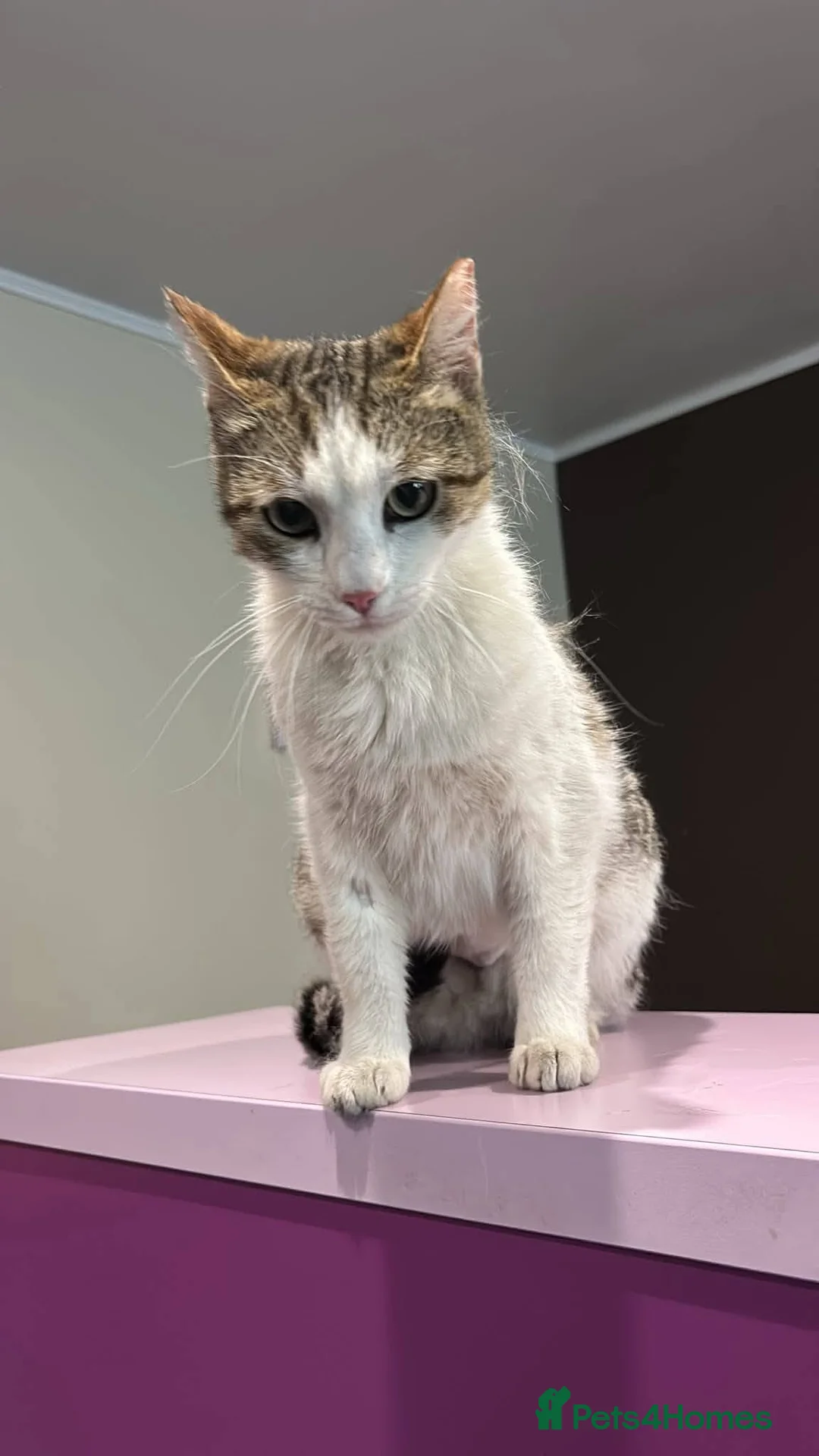 Mixed Breed cats for adoption: Freya for adoption in Kidlington - Advert 8