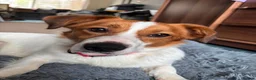 Mixed Breed dogs for adoption: Gregory for adoption in Leigh-on-Sea - Advert 2