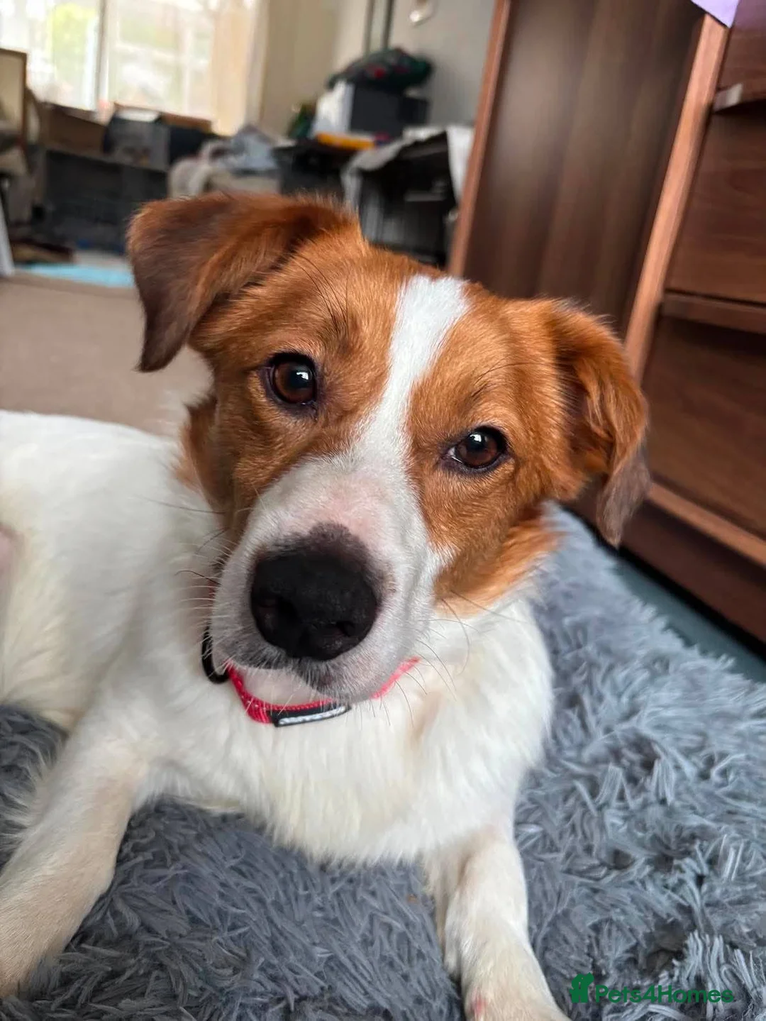 Mixed Breed dogs for adoption: Gregory for adoption in Leigh-on-Sea - Advert 2