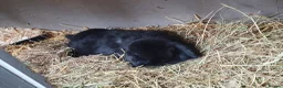 Mini Lop rabbits for sale: Spayed/neutered rabbits for adoption Vac rhd2 - Advert 7