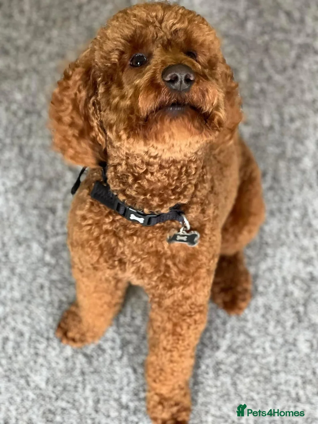 Miniature Poodle dogs for stud: Teddy , RED poodle ( BOY ) - Advert 2