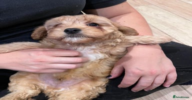 Cavapoo dogs - Advert 7
