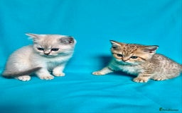 British Shorthair cats for sale: 🐾Purebred BSH kittens🐾 - Image 14
