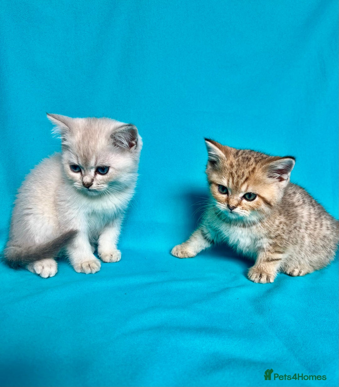 British Shorthair cats for sale: 🐾Purebred BSH kittens🐾 - Image 14