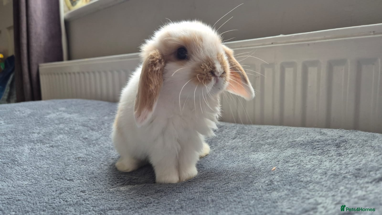 Mini Lop rabbits Beautiful Mini Lops 8 weeks old ready now  - Advert 16