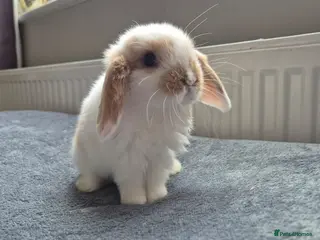 Mini Lop rabbits Beautiful Mini Lops 8 weeks old ready now - Advert 16