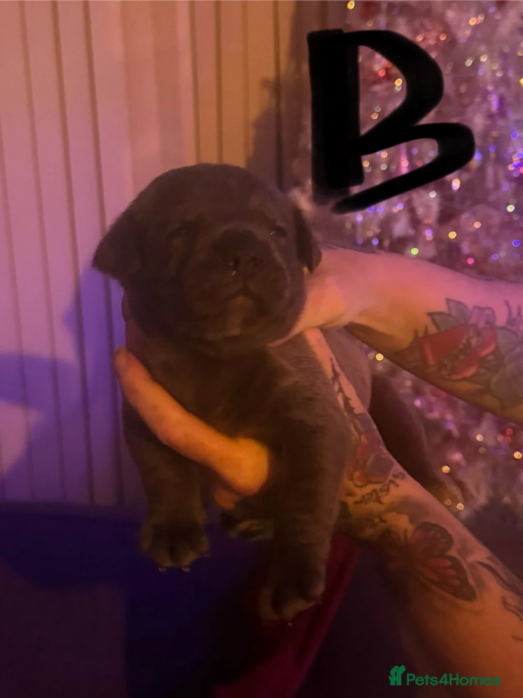 Cane Corso dogs for sale: 1 Cane Corso puppy left - Advert 2