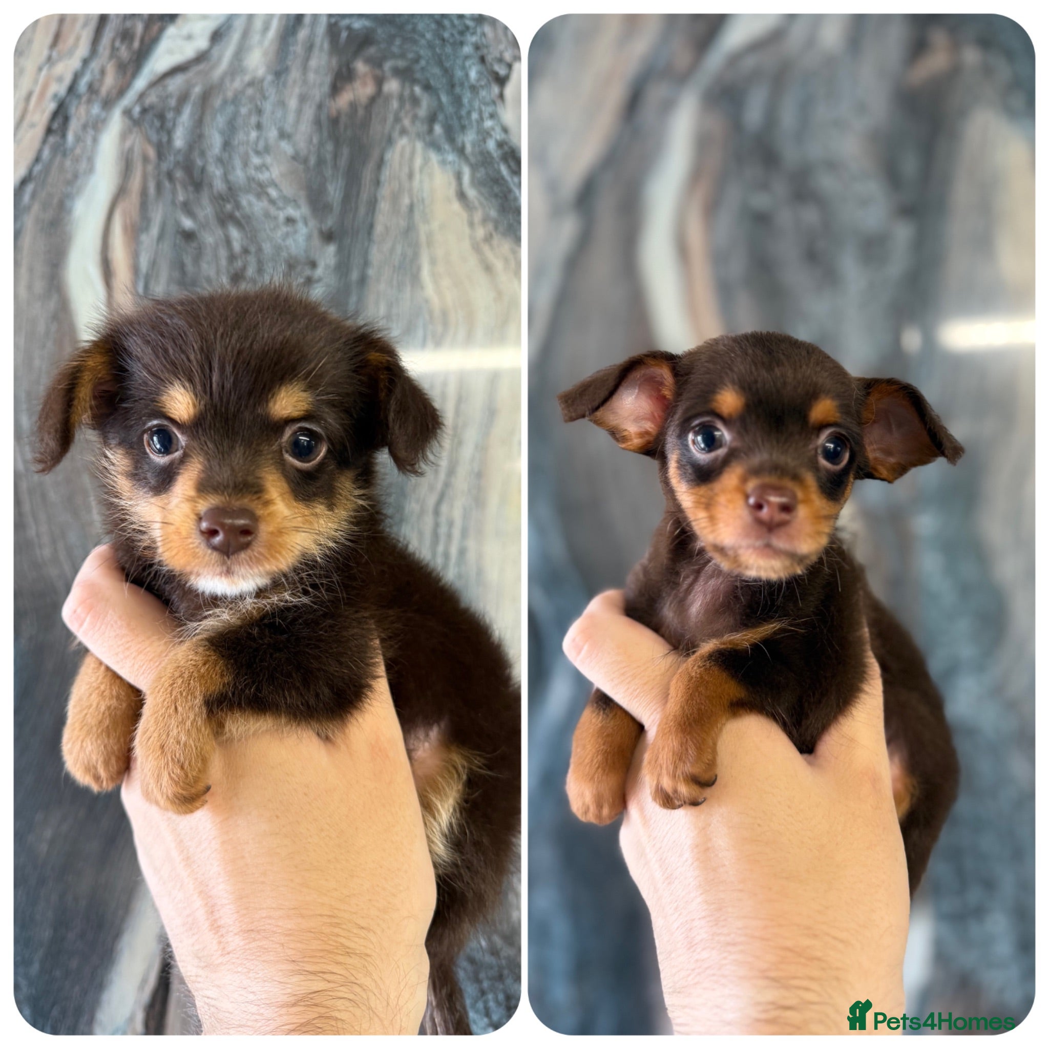 Chipoo dogs 💎 EXQUISITE TINY CHIPOO BOY PUPPIES AVAILABLE 💎  - Advert 1