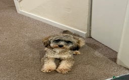 Cockapoo dogs for sale: Looking for a new home for 1 year old cockapoo - Image 4