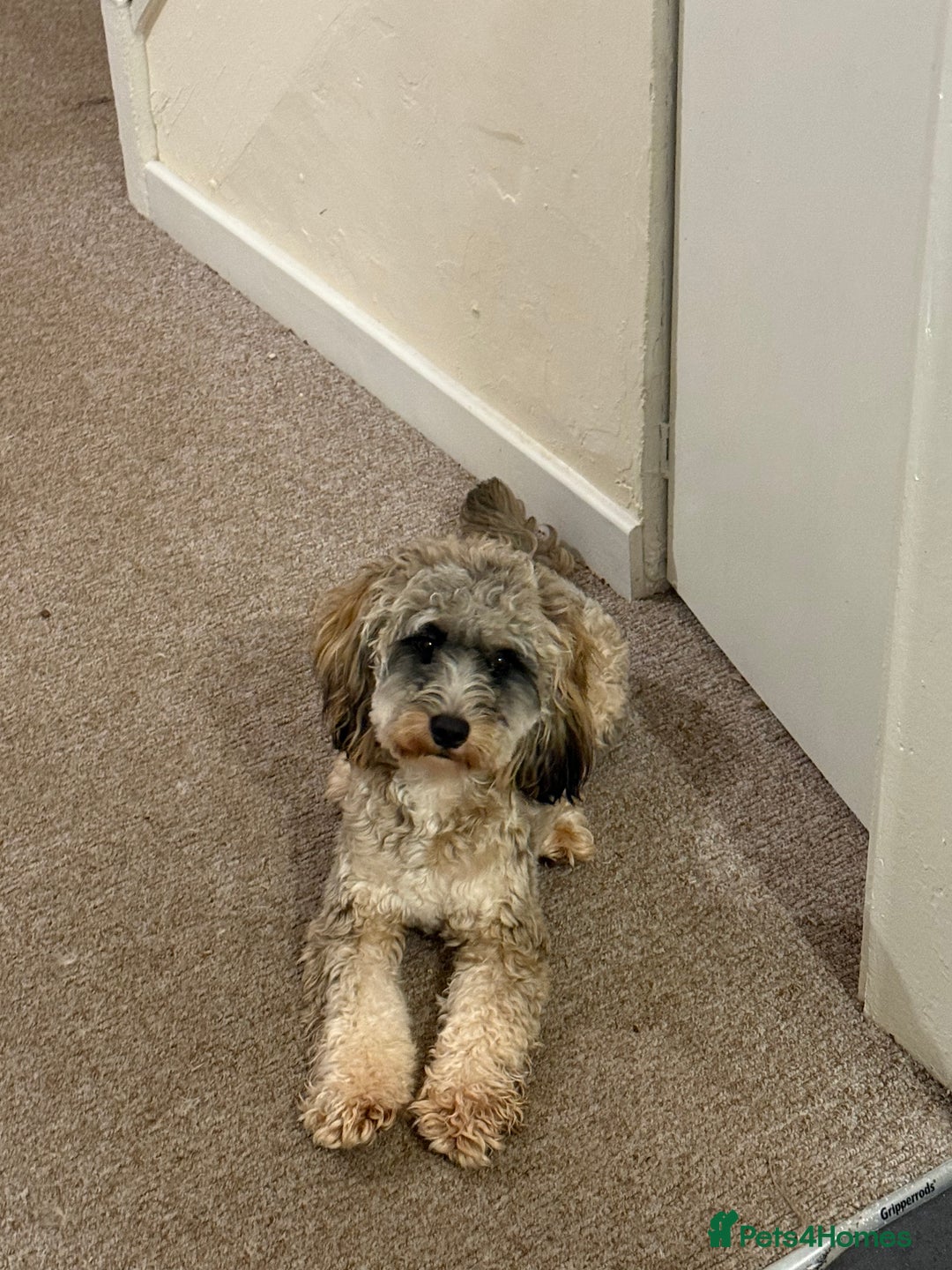 Cockapoo dogs for sale: Looking for a new home for 1 year old cockapoo - Image 4