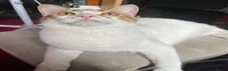 Domestic Shorthair cats for sale: Rehome for Cheeto - Advert 2