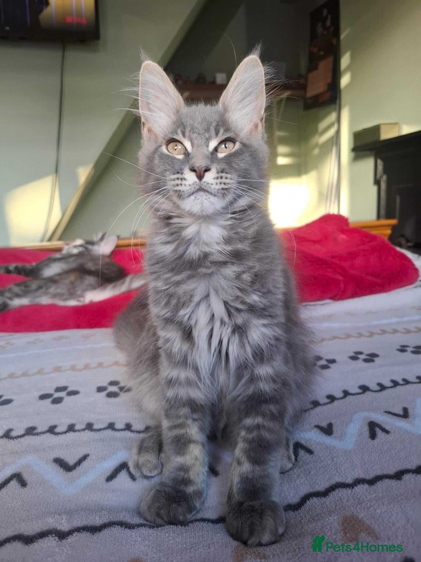 Maine Coon cats TICA registered Maine coon boy - Advert 1