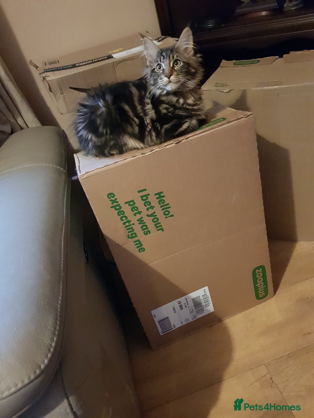 Maine Coon cats for sale: Maine coon kittens ready now  - Advert 8