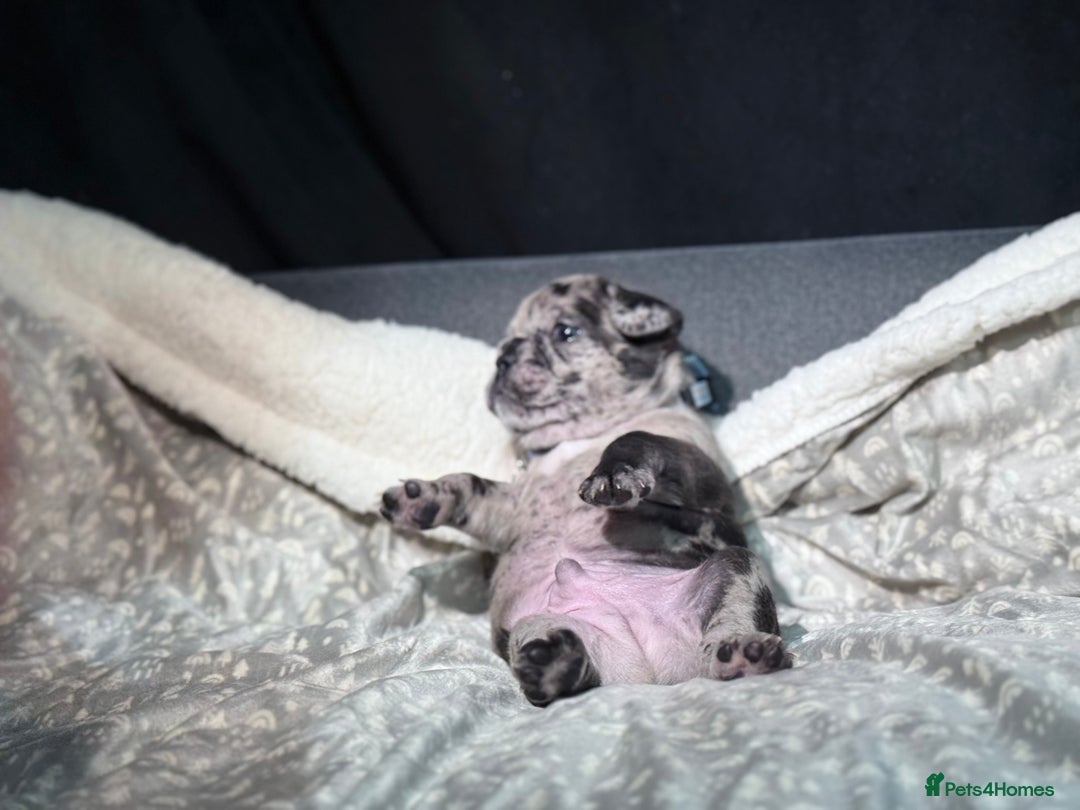 French Bulldog dogs for sale: French bulldog puppies for sale! - Advert 20