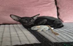 Oriental cats for sale: Three beautiful oriental kittens - Image 5