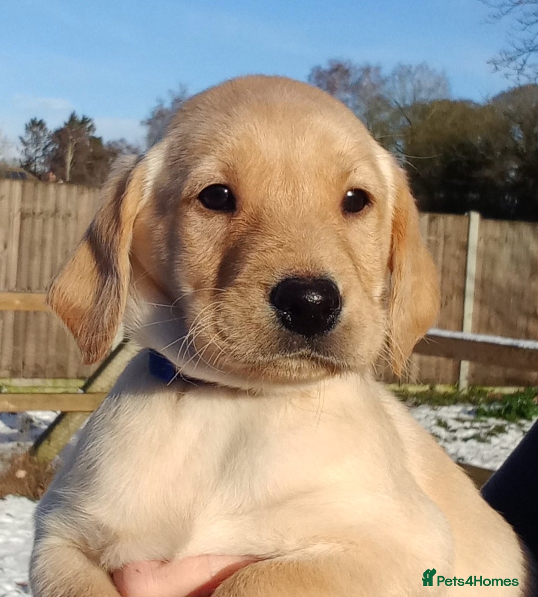 Labrador Retriever dogs for sale: KC Reg labrador puppies for sale  - Advert 2