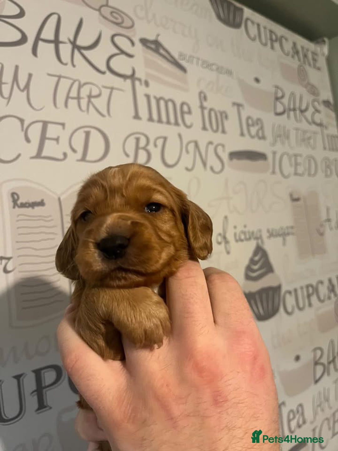 Cocker Spaniel dogs for sale: Beautiful littler of working cocker spaniels 😍 - Advert 5