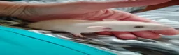 Rat rodents for sale: Dumbo baby rats  - Advert 3