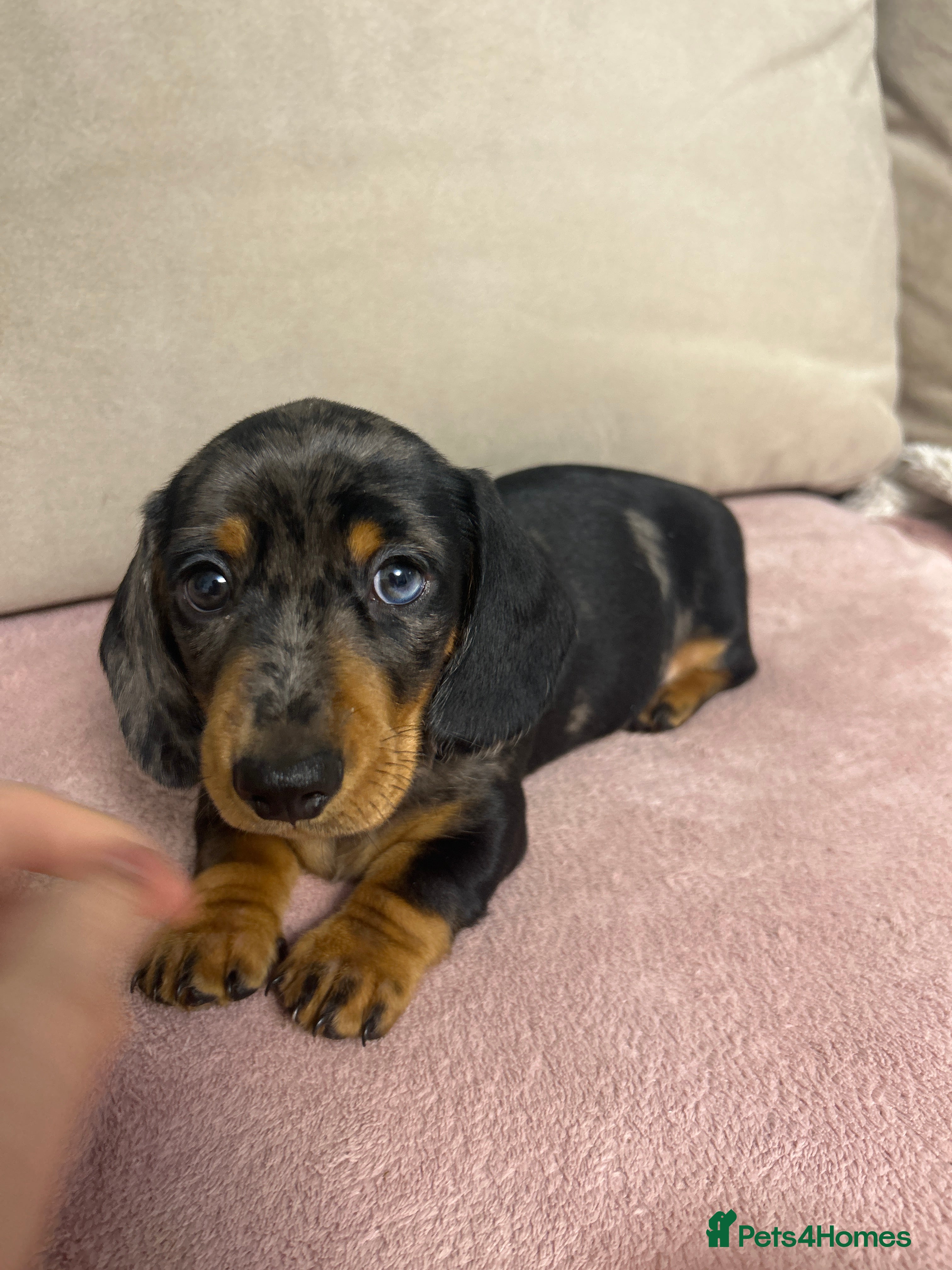 Miniature Dachshund dogs KC registered PRA CLR miniature dachshund  - Advert 14