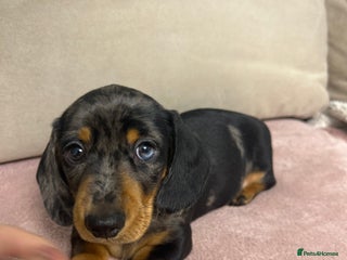 Miniature Dachshund dogs KC registered PRA CLR miniature dachshund - Advert 3