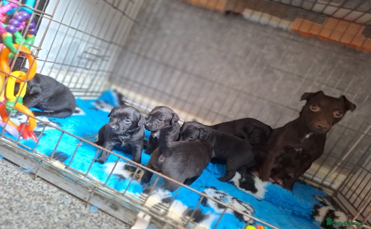 Patterdale Terrier dogs - Advert 2