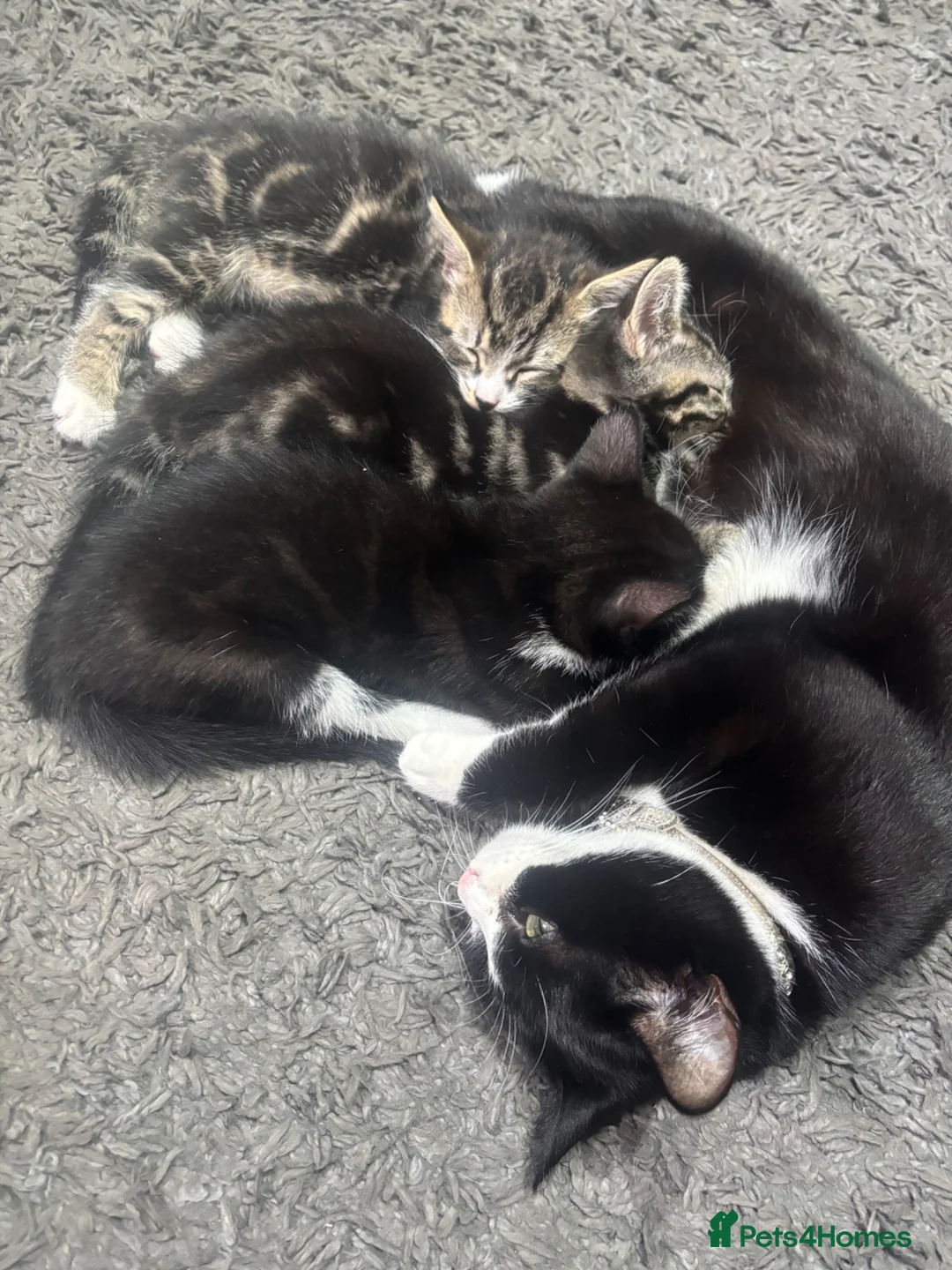 British Shorthair cats for sale: Lovely kitten half British short hair - Advert 19